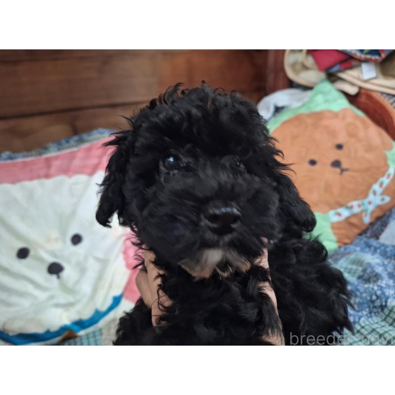 成約済の長野県のトイプードル-408925の2枚目