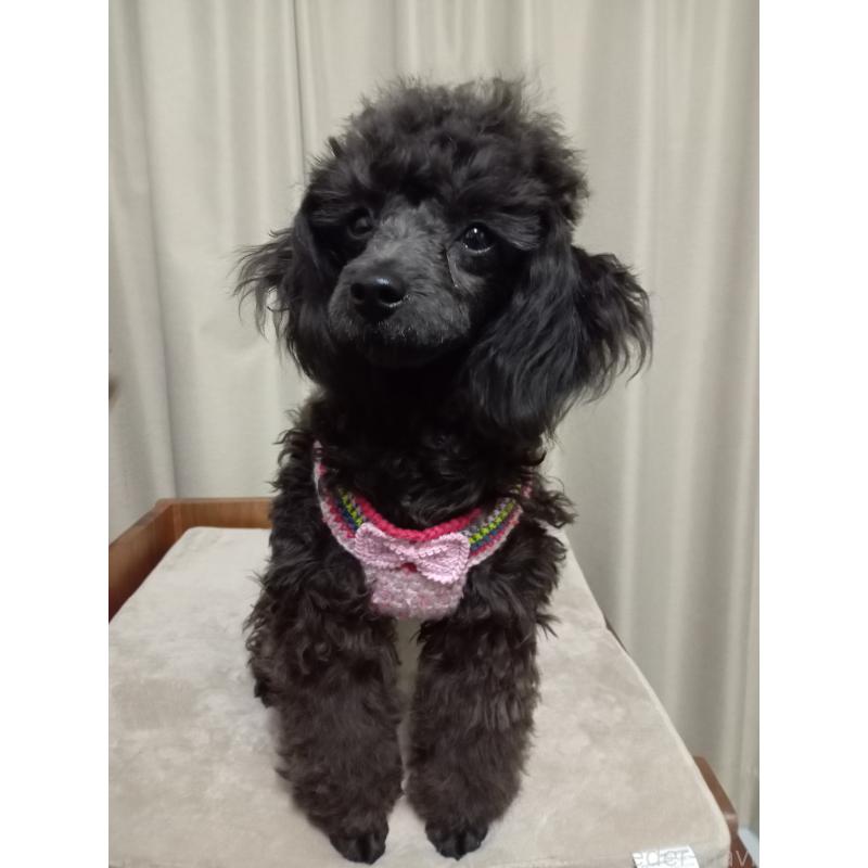 ラムちゃん1枚目