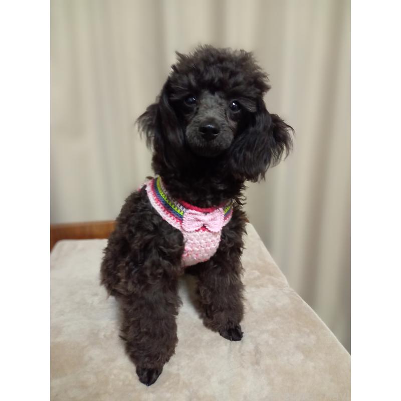 ラムちゃん1枚目