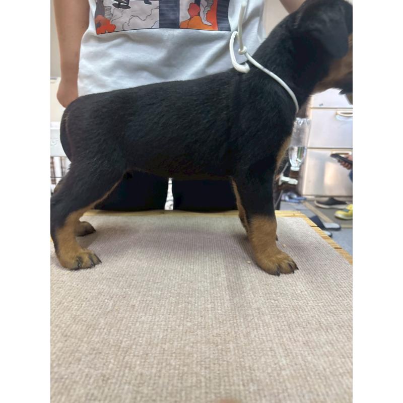 成約済の栃木県のロットワイラー-408936の5枚目