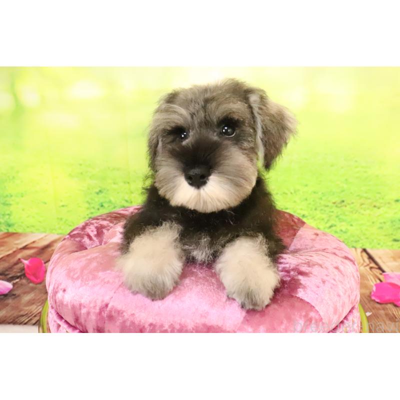 成約済の群馬県のミニチュアシュナウザー-397320の5枚目