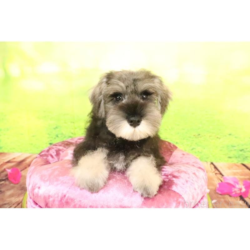 成約済の群馬県のミニチュアシュナウザー-397320の4枚目