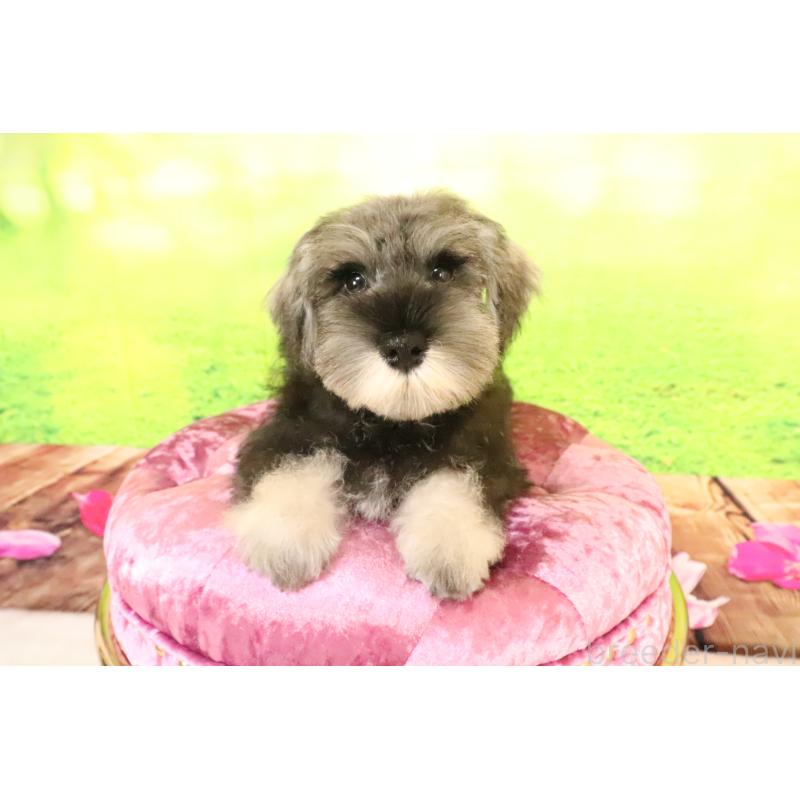 成約済の群馬県のミニチュアシュナウザー-397320の3枚目