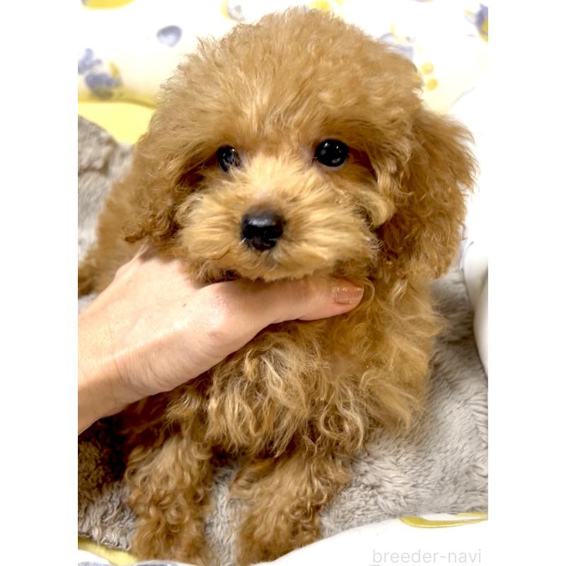 販売中の奈良県のタイニープードル-408946の12枚目