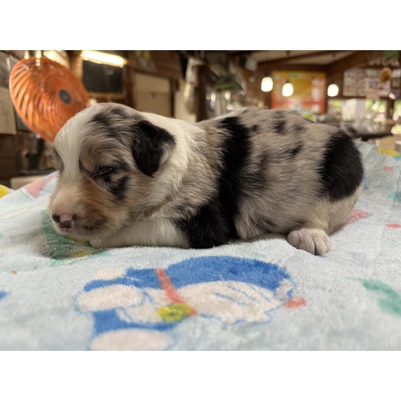 販売中の長野県のボーダーコリー-408947の5枚目