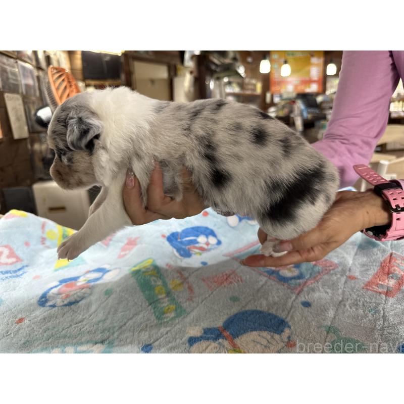 販売中の長野県のボーダーコリー-408949の3枚目