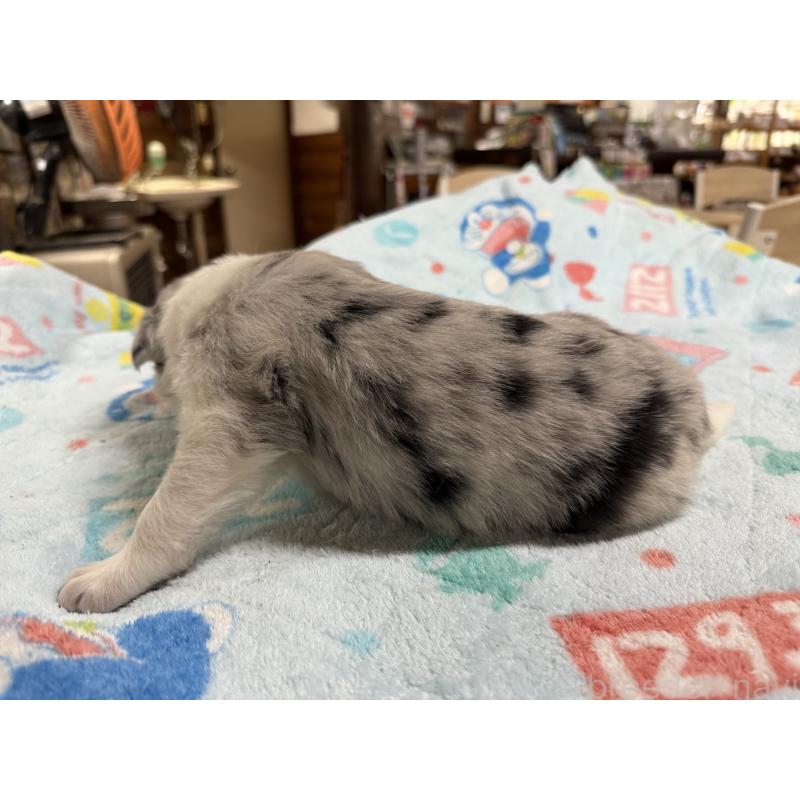 販売中の長野県のボーダーコリー-408949の2枚目