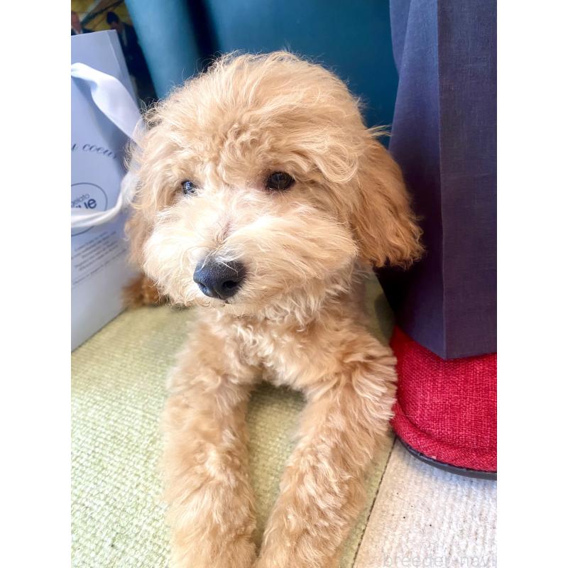 成約済の東京都のビションプー:ビションフリーゼ×トイプードル-387432の4枚目