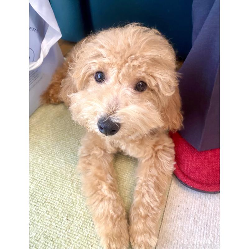 成約済の東京都のビションプー:ビションフリーゼ×トイプードル-387432の3枚目