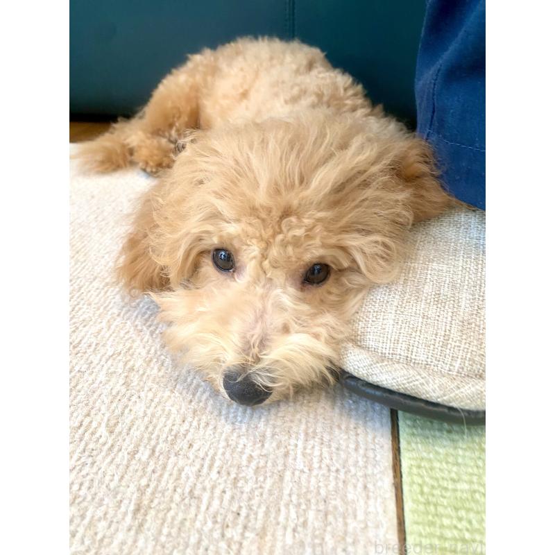 成約済の東京都のビションプー:ビションフリーゼ×トイプードル-387432の2枚目