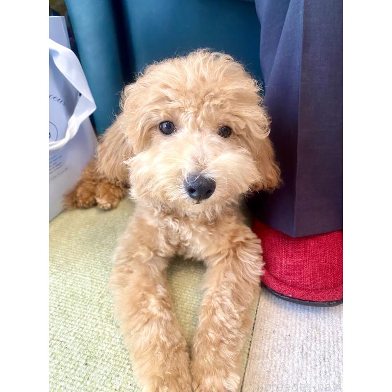 成約済の静岡県のビションプー:ビションフリーゼ×トイプードル-396214の5枚目