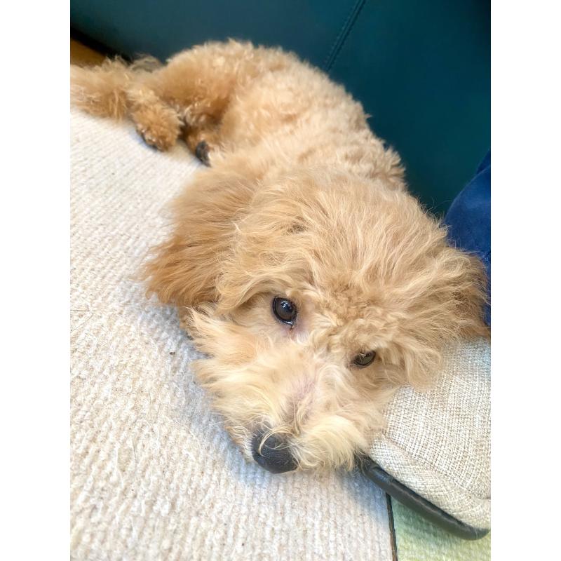 成約済の静岡県のビションプー:ビションフリーゼ×トイプードル-396214の2枚目