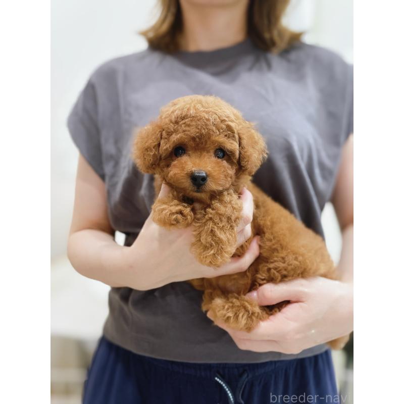 成約済の滋賀県のタイニープードル-406659の1枚目