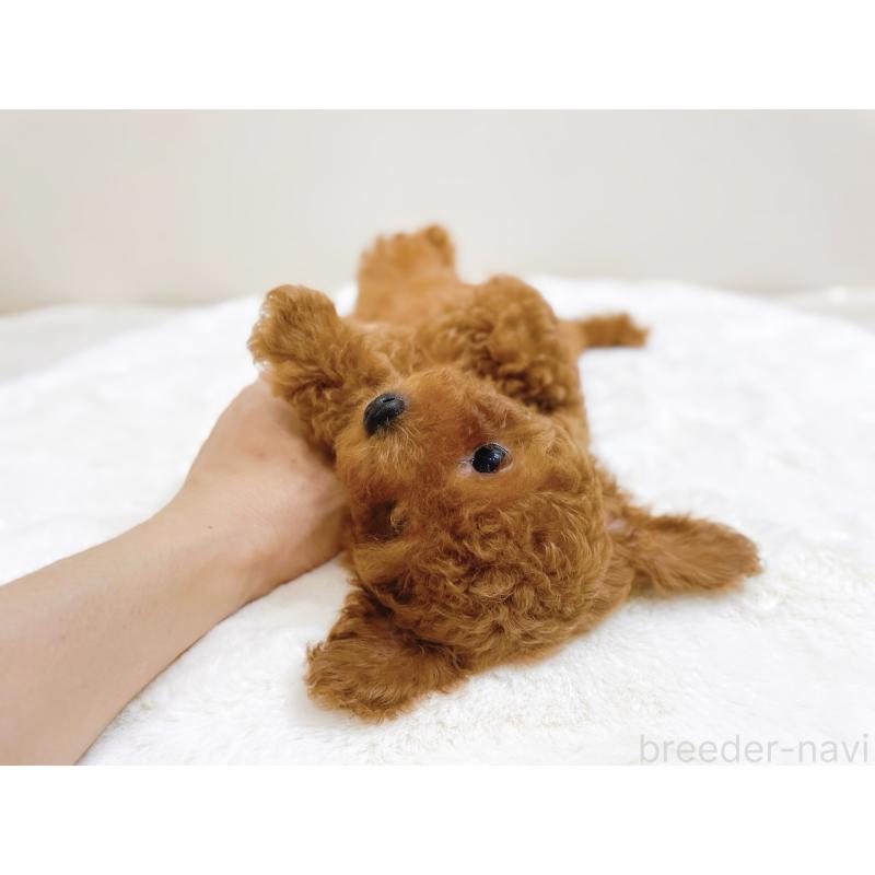 成約済の滋賀県のタイニープードル-406659の9枚目