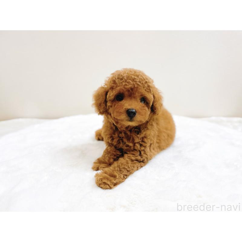 成約済の滋賀県のタイニープードル-406659の8枚目