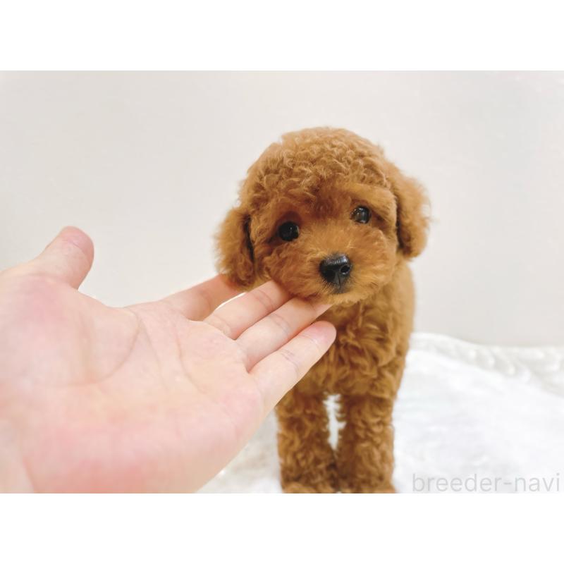 成約済の滋賀県のタイニープードル-406659の7枚目