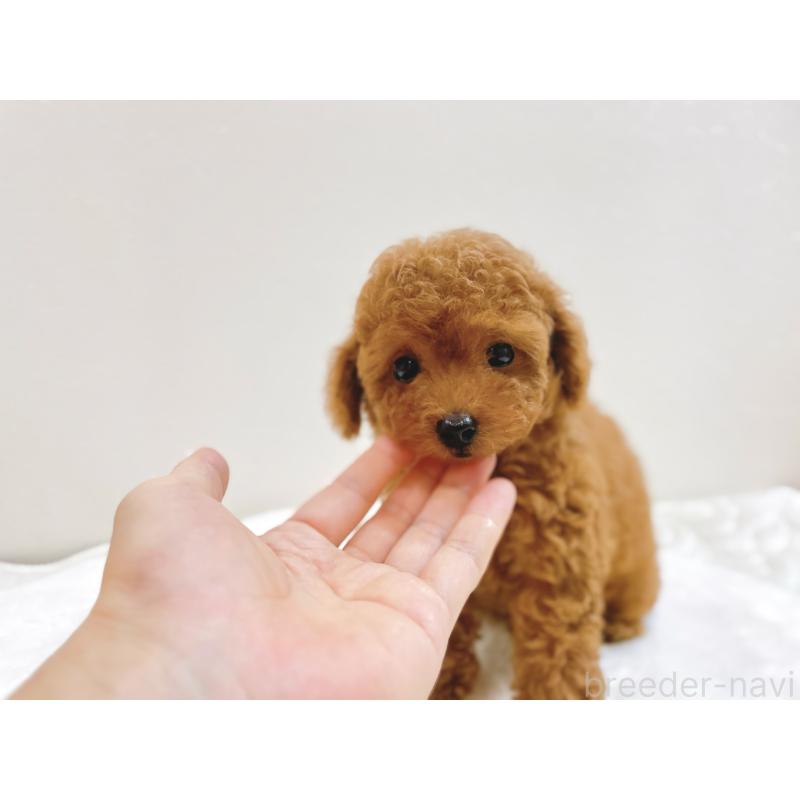 成約済の滋賀県のタイニープードル-406659の6枚目