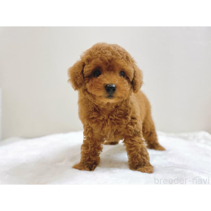 成約済の滋賀県のタイニープードル-406659の5枚目