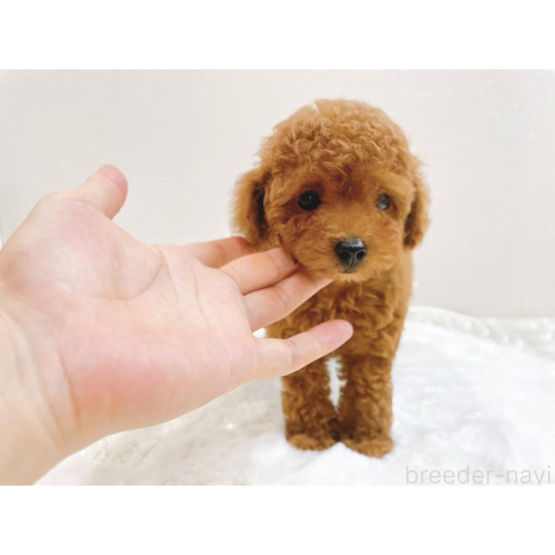 成約済の滋賀県のタイニープードル-406659の4枚目