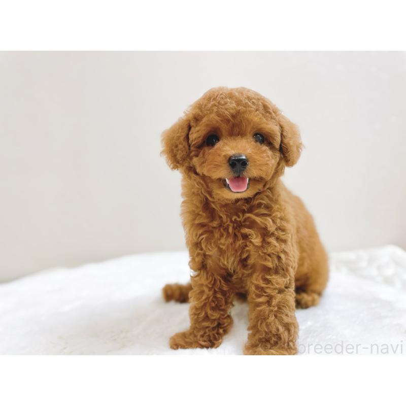 成約済の滋賀県のタイニープードル-406659の3枚目