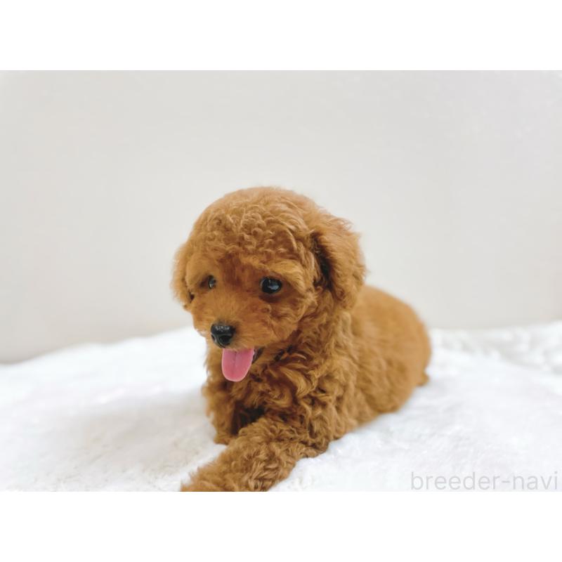 成約済の滋賀県のタイニープードル-406659の2枚目