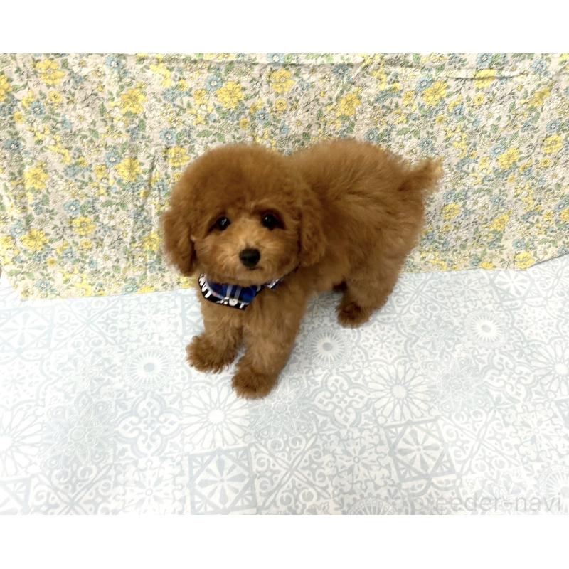 成約済の福岡県のタイニープードル-404345の4枚目