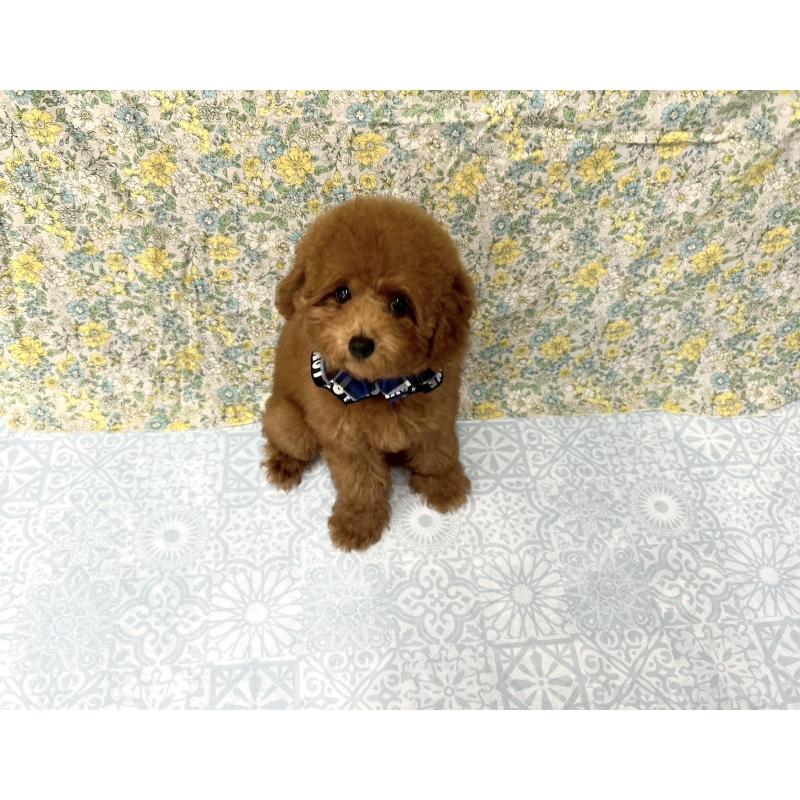 成約済の福岡県のタイニープードル-404345の3枚目