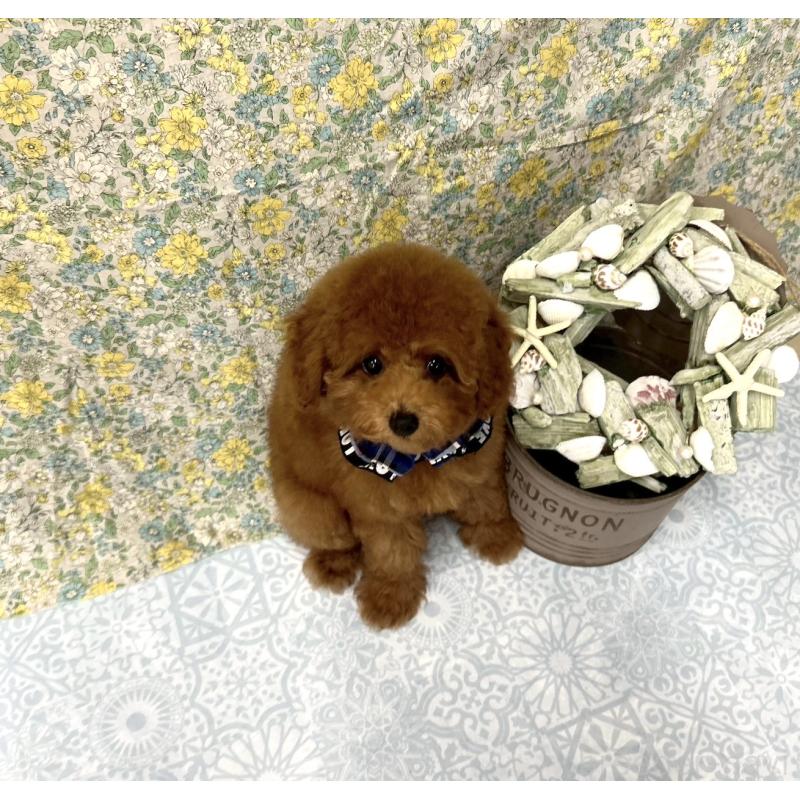 成約済の福岡県のタイニープードル-404345の1枚目