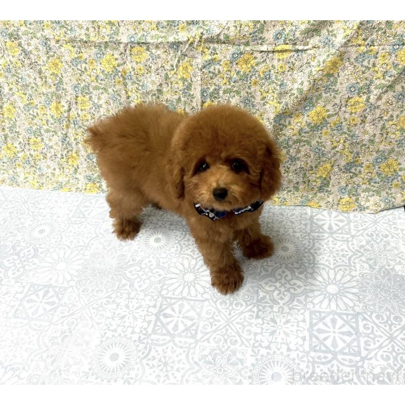 成約済の福岡県のタイニープードル-404345の2枚目