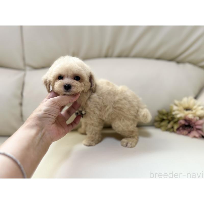 成約済の大阪府のティーカッププードル-403888の1枚目