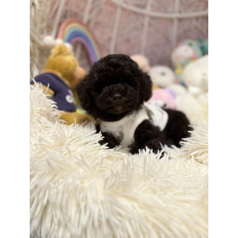 販売中の山形県のトイプードル-408965の4枚目