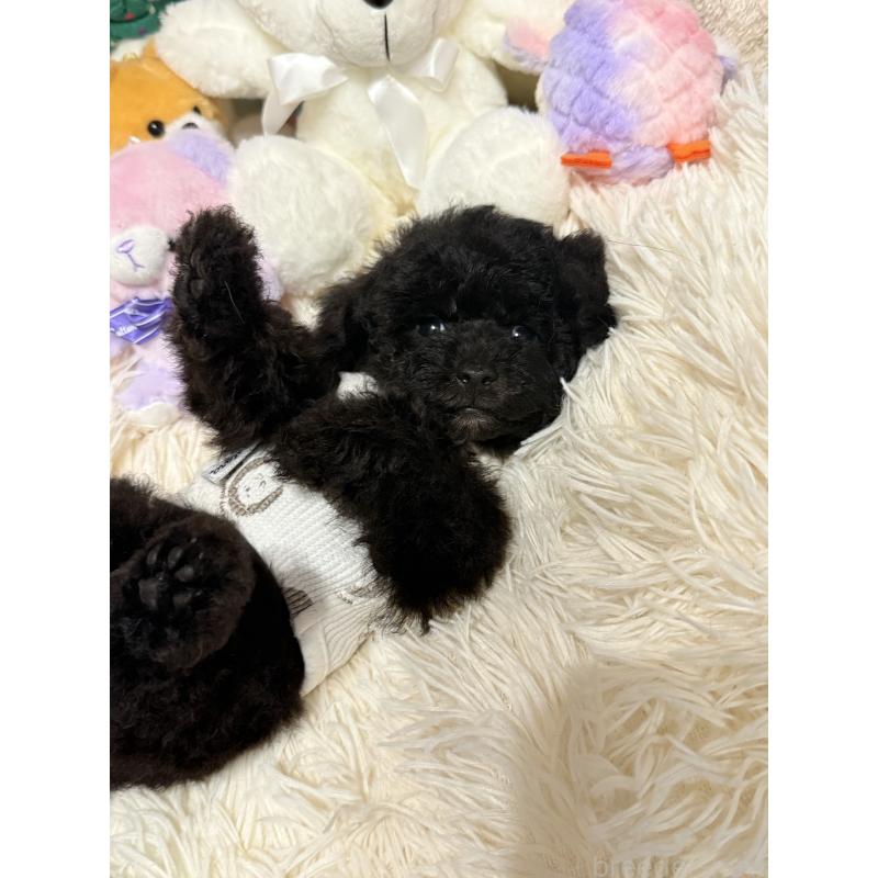 販売中の山形県のトイプードル-408965の2枚目