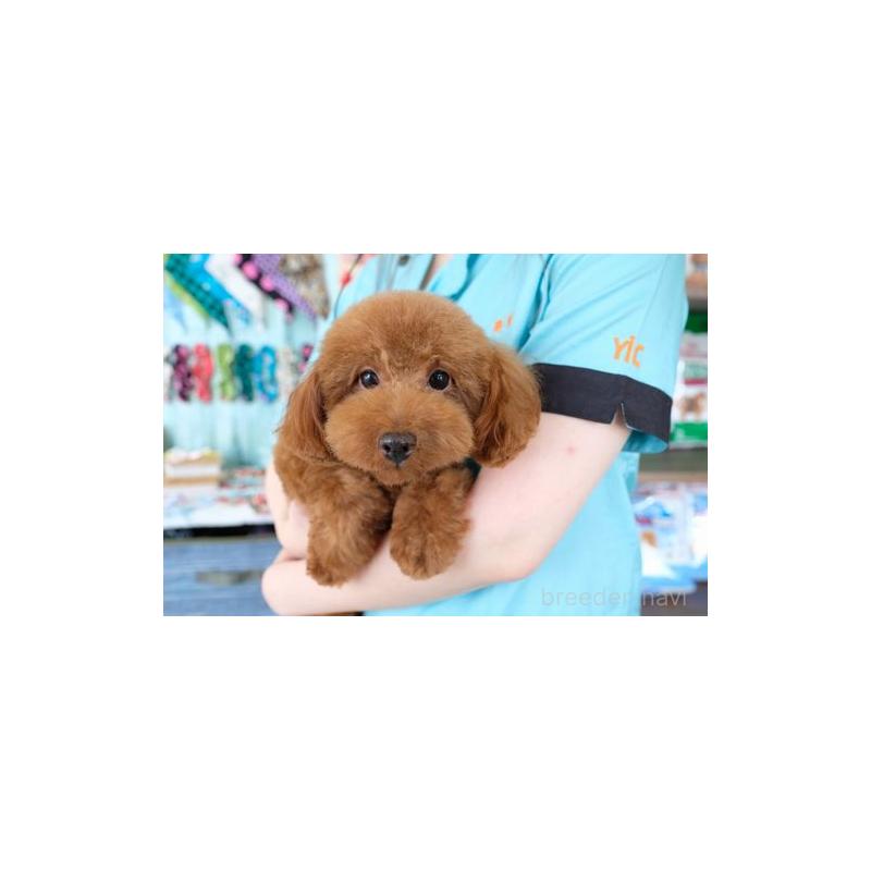 Wendeyちゃん1枚目