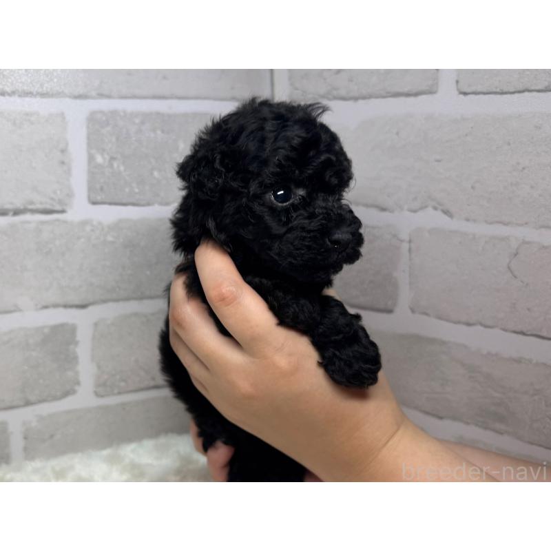 成約済の熊本県のトイプードル-407271の2枚目