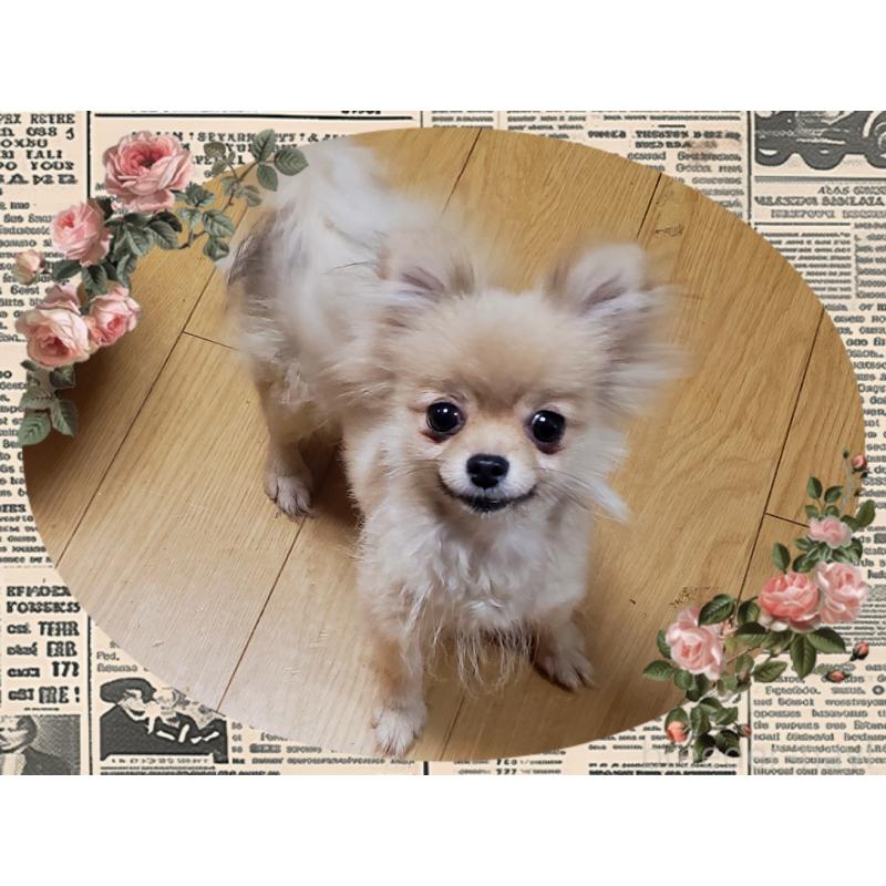 ❇いくら❇ちゃん1枚目