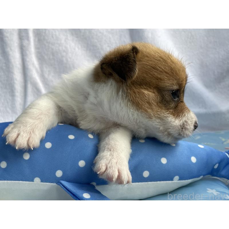 成約済の茨城県のジャックラッセルテリア-407352の34枚目