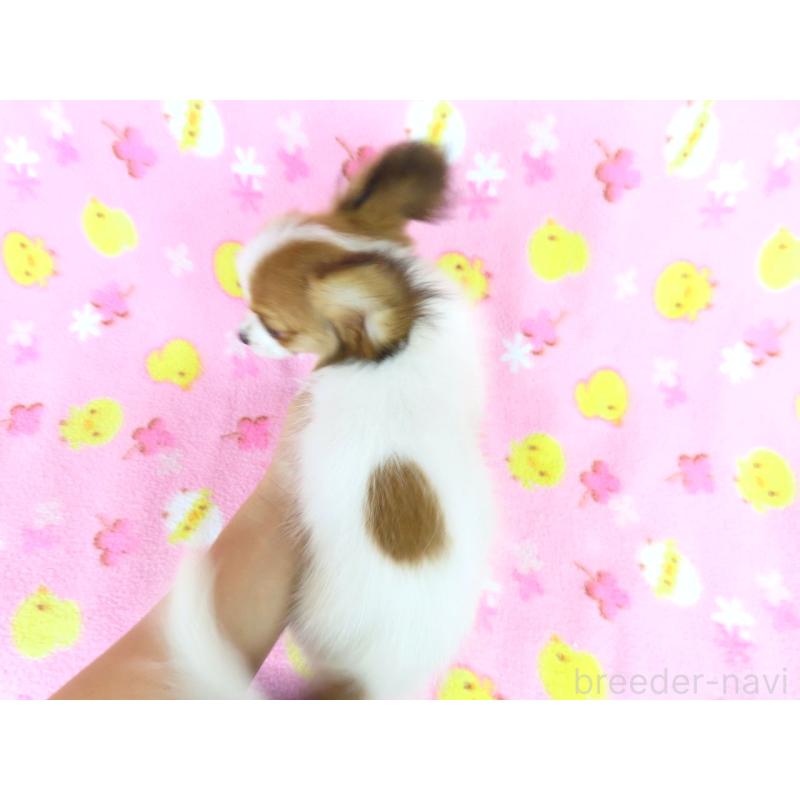 販売中の千葉県のパピヨン-394125の10枚目