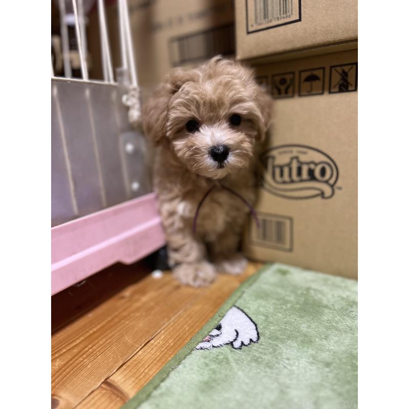 成約済の埼玉県のマルプー:マルチーズ×トイプードル-403915の3枚目