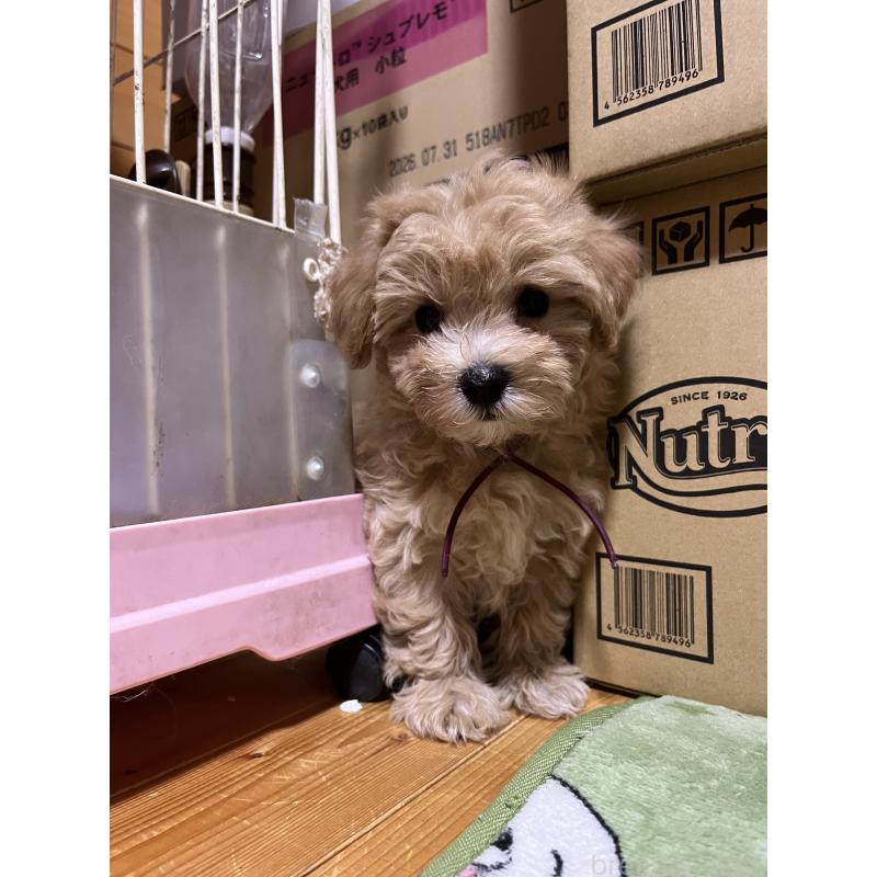成約済の埼玉県のマルプー:マルチーズ×トイプードル-403915の2枚目