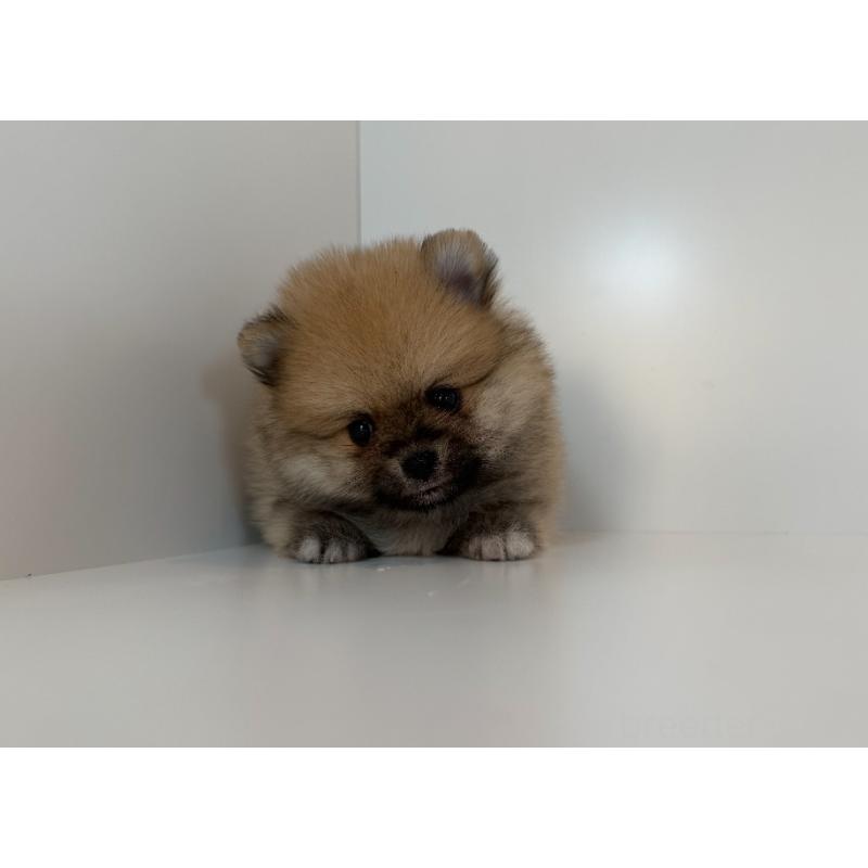 販売中の山口県のポメラニアン-409021の2枚目