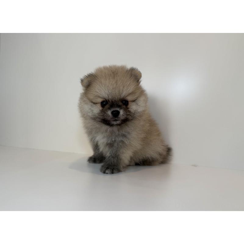 販売中の山口県のポメラニアン-409022の3枚目
