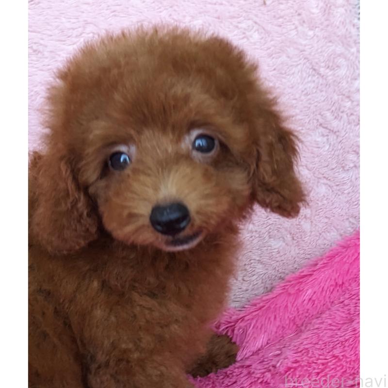 販売中の静岡県のトイプードル-403312の2枚目