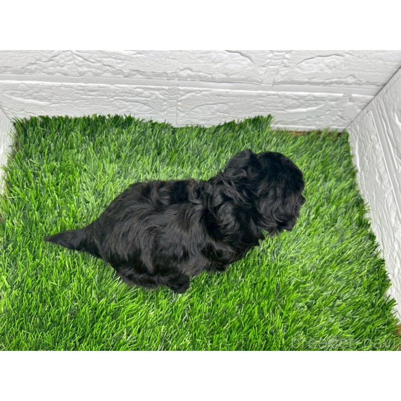 販売中の茨城県のミックス犬-409028の10枚目