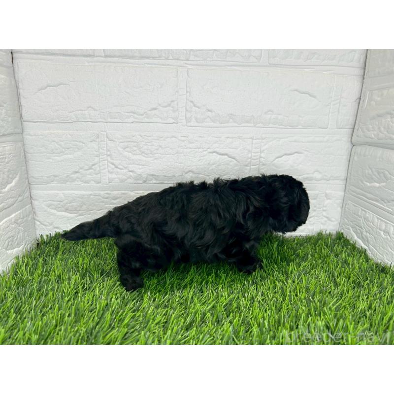 販売中の茨城県のミックス犬-409028の9枚目