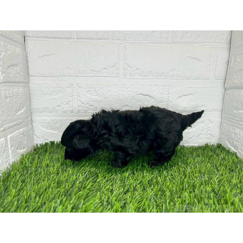 販売中の茨城県のミックス犬-409028の8枚目