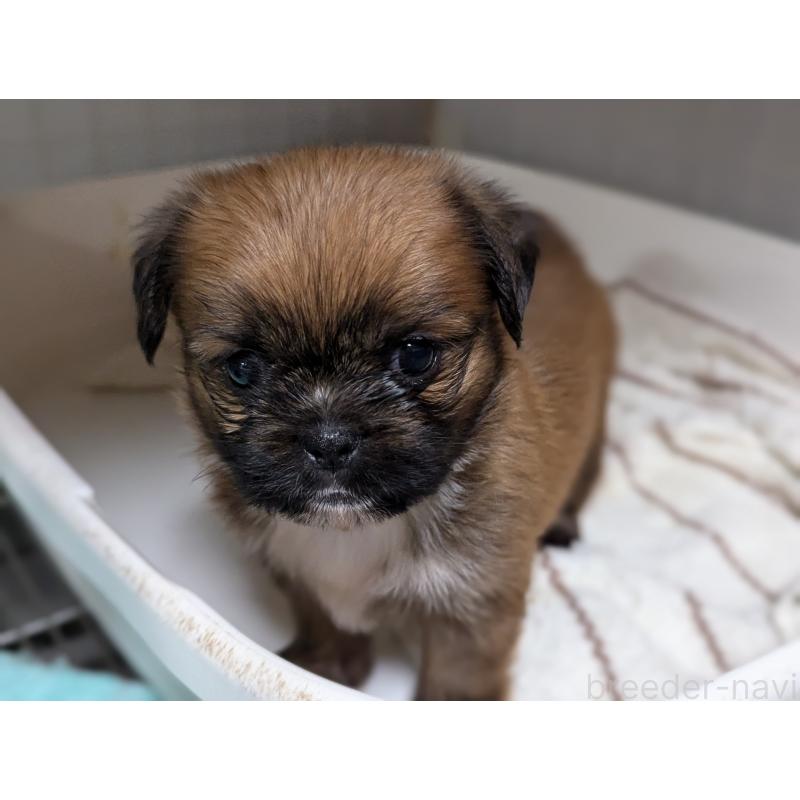 販売中の愛知県のミックス犬-409032の4枚目