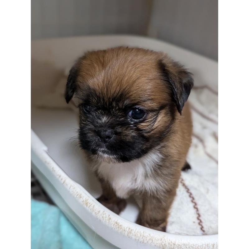 販売中の愛知県のミックス犬-409032の3枚目