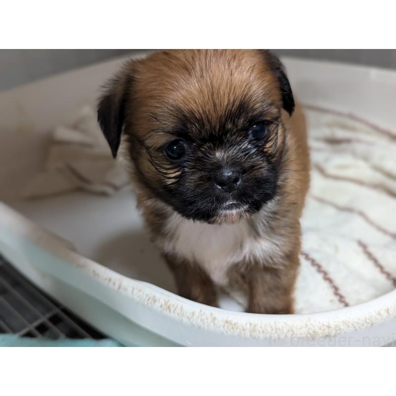 販売中の愛知県のミックス犬-409032の2枚目