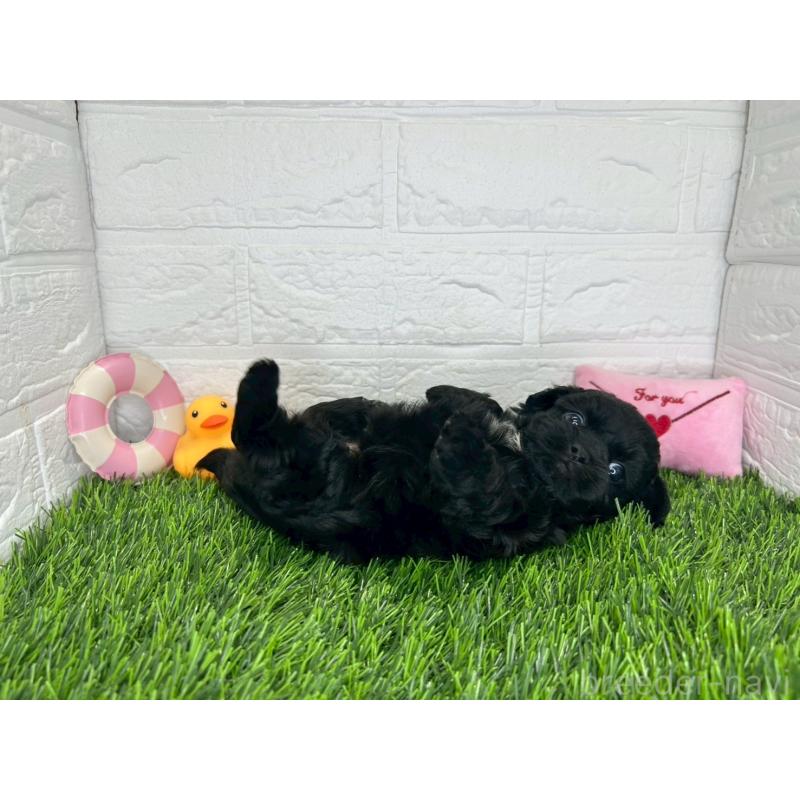 販売中の茨城県のミックス犬-409034の14枚目