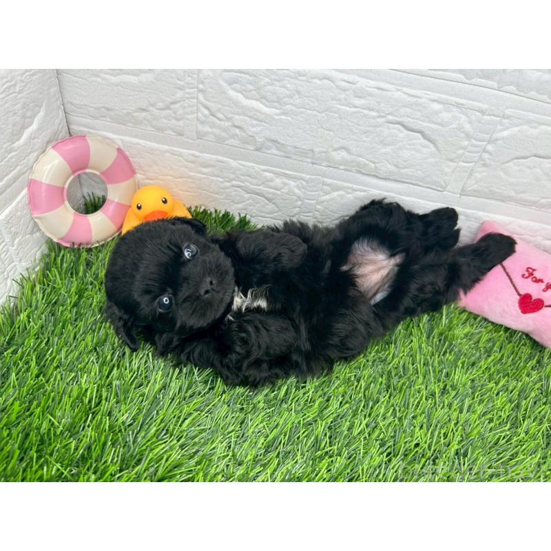 販売中の茨城県のミックス犬-409034の13枚目